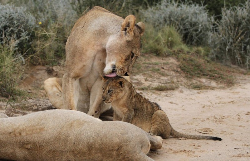 Parenting